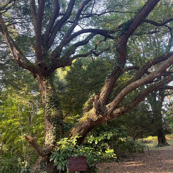 かしの木自然公園