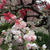 曇り空、満開の桜