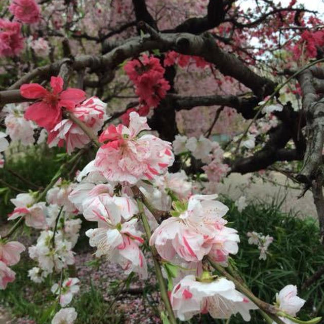 曇り空、満開の桜
