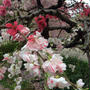 曇り空、満開の桜