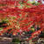 ☆2014 晩秋の京都③：渉成園・枳殻邸☆