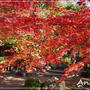 ☆2014 晩秋の京都③：渉成園・枳殻邸☆