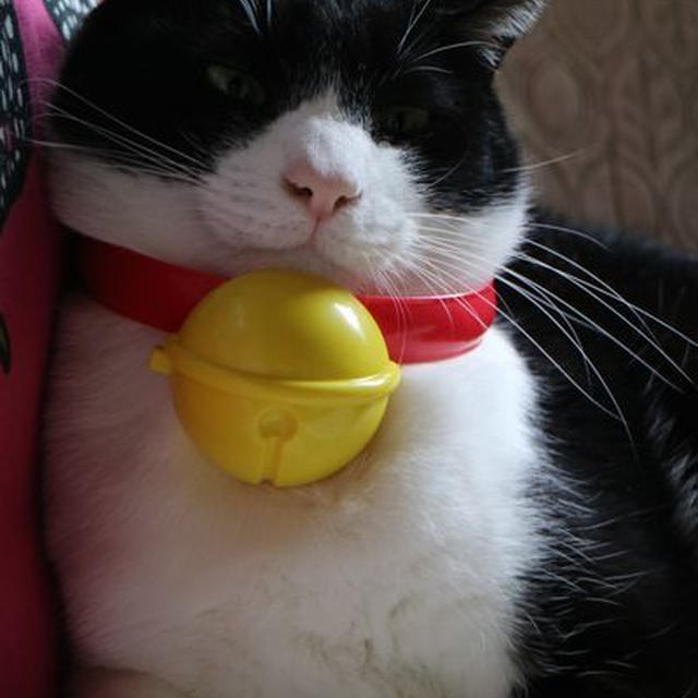 うちの猫がドラえもんに！マックのハッピーセットでもらえるよ♪