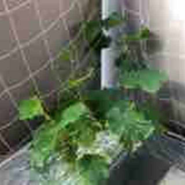 きゅうりの水耕栽培