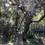 梅の木のまわりに竹で柵をつくりました。
