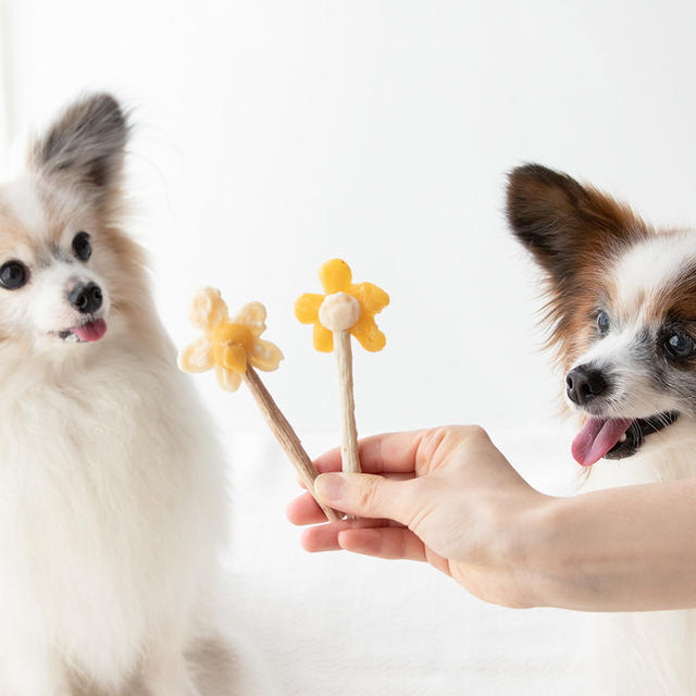 市販の犬おやつ２種類でOK！簡単犬のアイスキャンディレシピ公開中