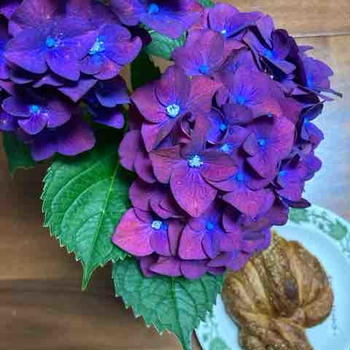 紫陽花とcity bakery 