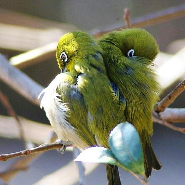 ■野鳥【まだ本調子じゃなくて　今日もストック野鳥で失礼します♪】