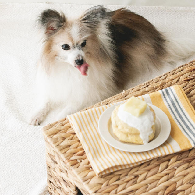 犬の誕生日に 鶏肉とおからで作るパンケーキ By 犬ごはん先生 いちかわあやこさん レシピブログ 料理ブログのレシピ満載