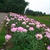 百合が原公園。