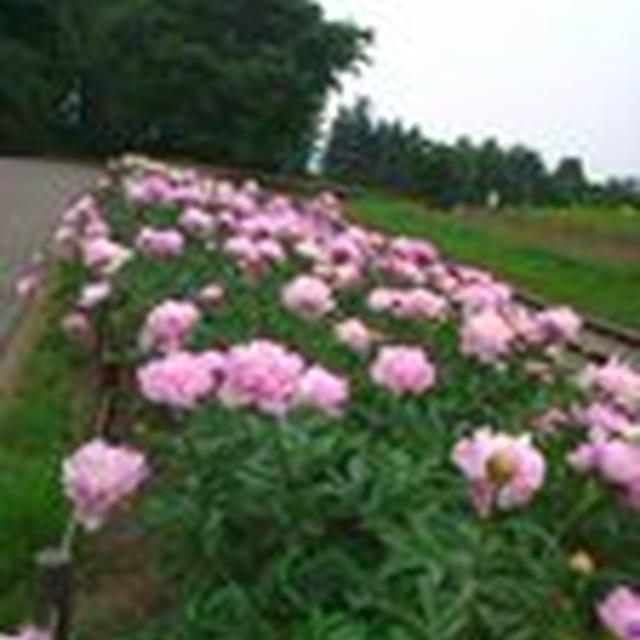 百合が原公園。