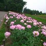 百合が原公園。