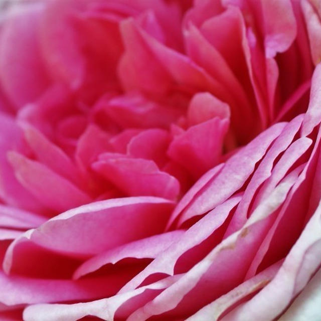 ■ウォーキング【「内陸工業団地　日本フルハーフの薔薇」を見て来ました♪】