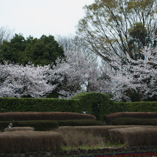 サクラ　さくら　桜...