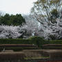 サクラ　さくら　桜...