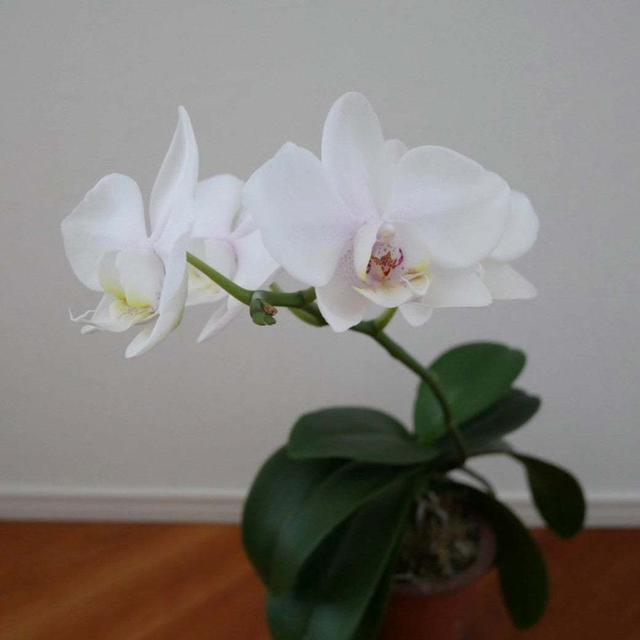 ミディ胡蝶蘭ファーストラブの花2024#最近撮った写真は