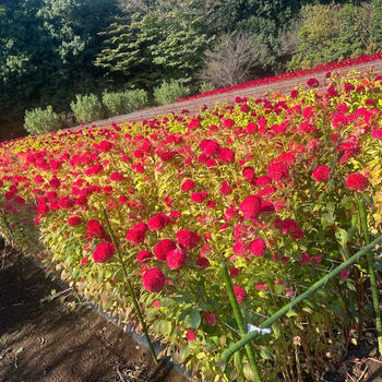 綺麗な花