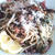 春ですね〜♪ほたるいかとイカ刺しのバジルソースパスタ