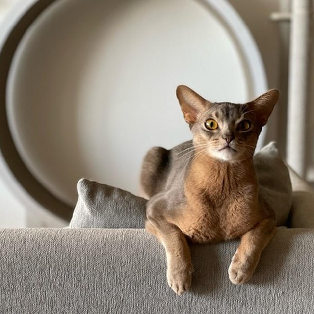 巨乳でち