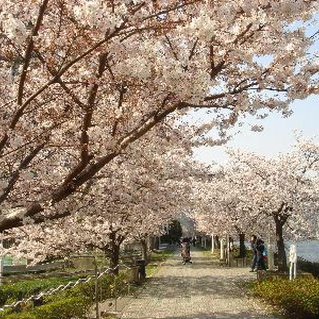 今年の桜。