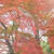 ☆伊豆韮山の紅葉