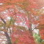 ☆伊豆韮山の紅葉