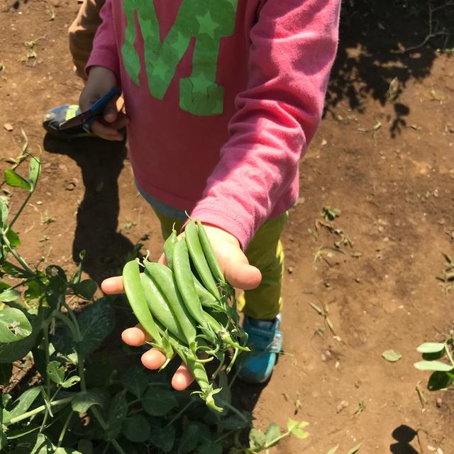 新鮮野菜に感動♪スナップエンドウ編