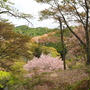 いざいざ奈良♪ ついに来た♪ 吉野の桜〓 （その1）