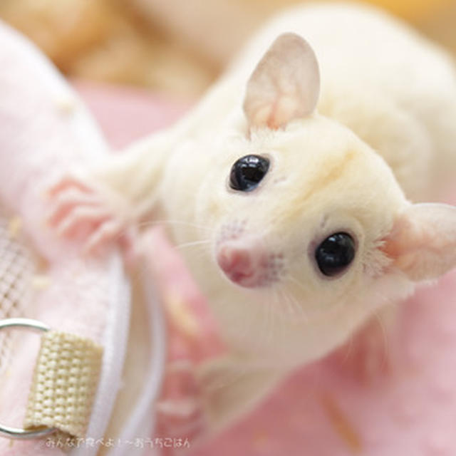 フクロモモンガ【リューシ】の男の子を飼い始めました！