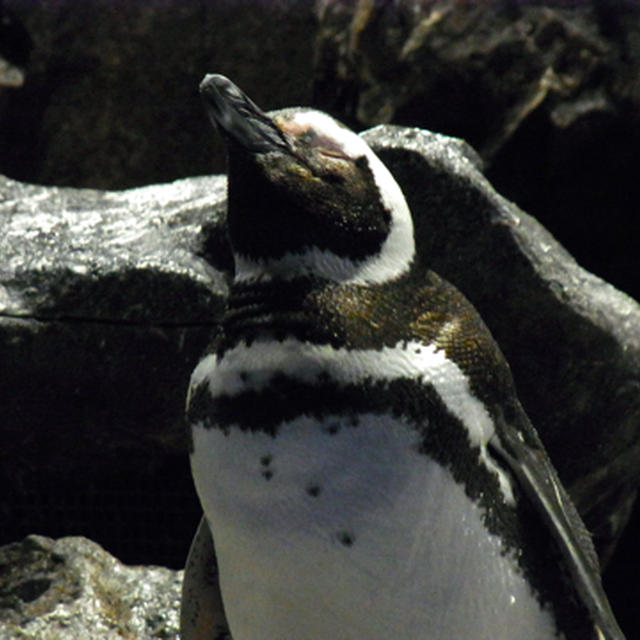 すみだ水族館 & 皆さん良いお年を~♪