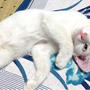 猫に避難察知能力はあるのかないのか？