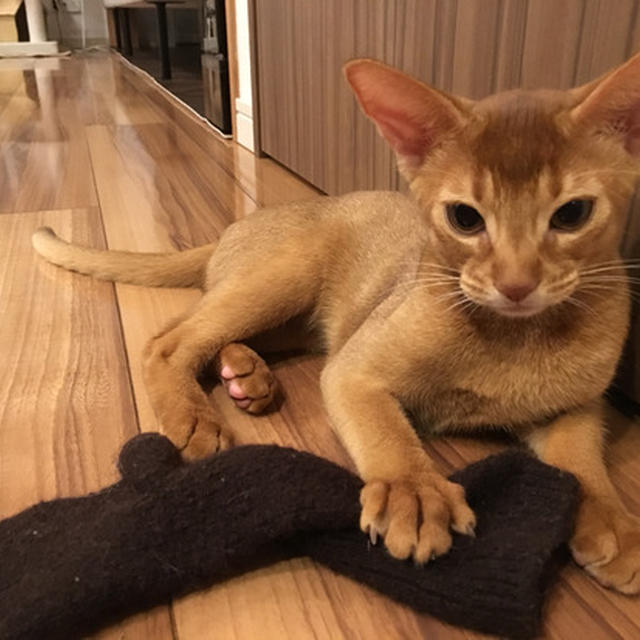 ひめちゃん、洗濯山から宝物を見つけた