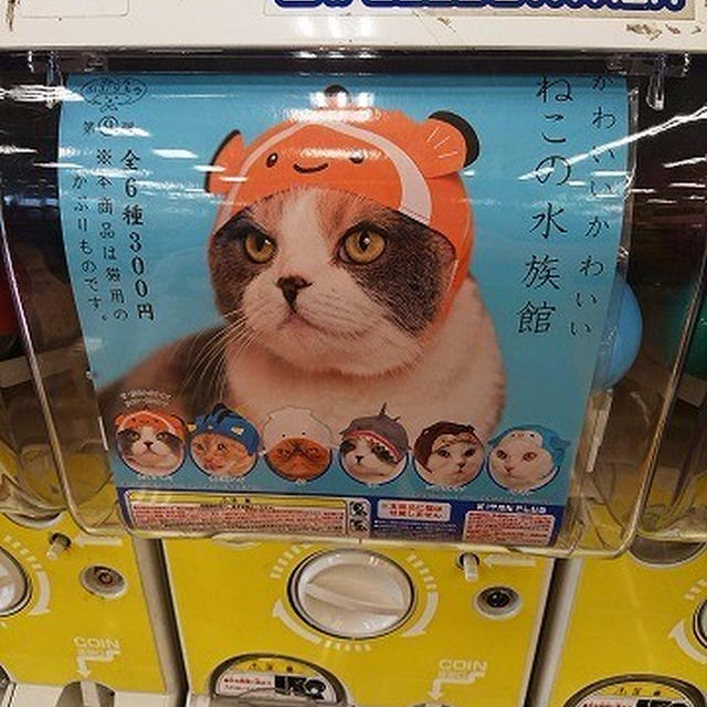 【小梅・さくら・桃之介通信】「かわいい かわいい ねこの水族館」のカクレクマノミ