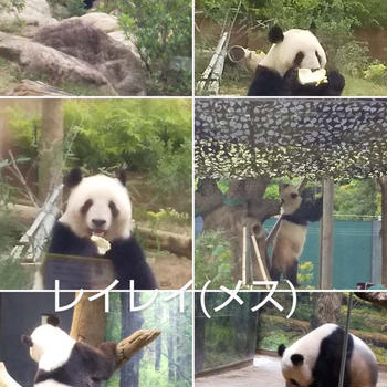 上野動物園ジャイアントパンダこ