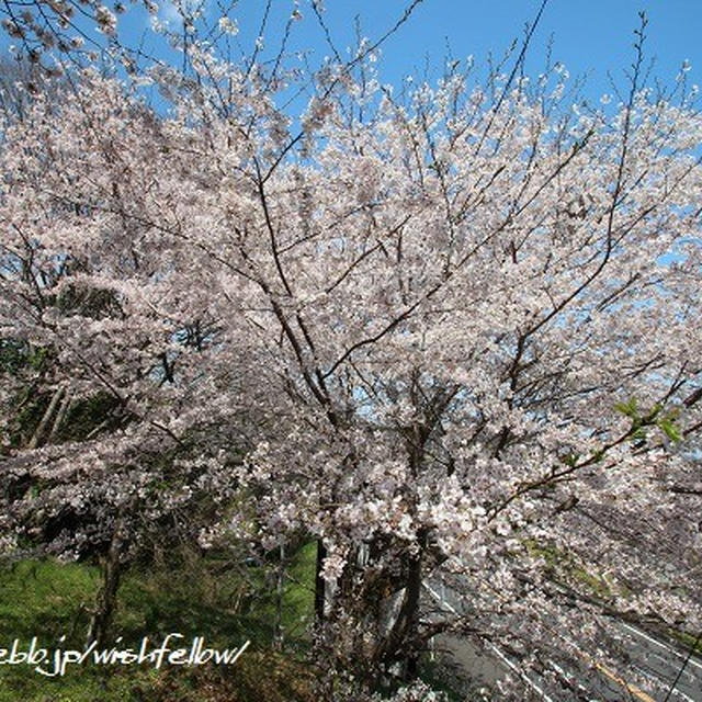 ◆桜を求めて伊豆高原～大室山の【さくらの里】～焼津で魚づくし♪