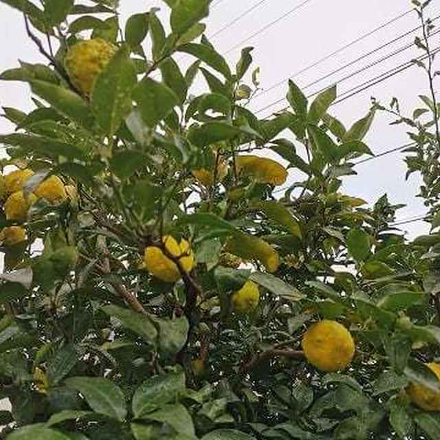 今年の花柚子の実はさらに少ない