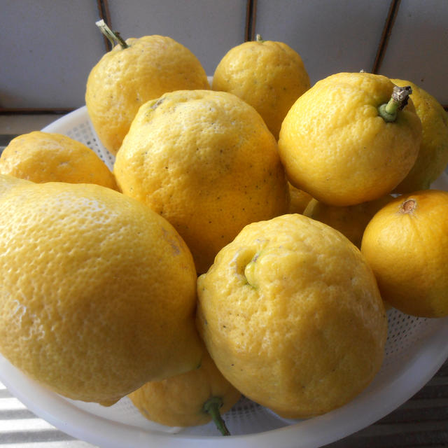 自宅栽培のレモン　レモンとツナのパスタ