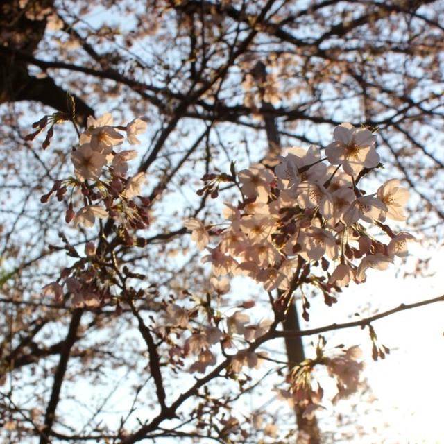 Good day w/ cherry blossoms.