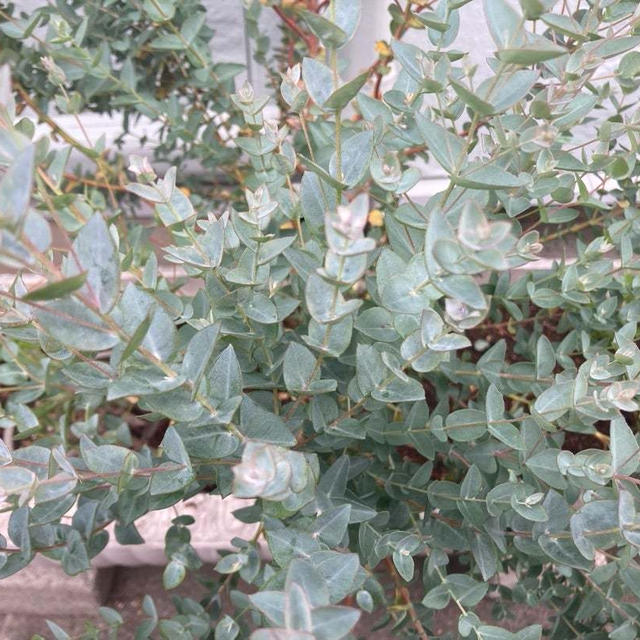 植物の植え替え＆今年はヘチマ♪