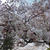 お花見！桜・さくら