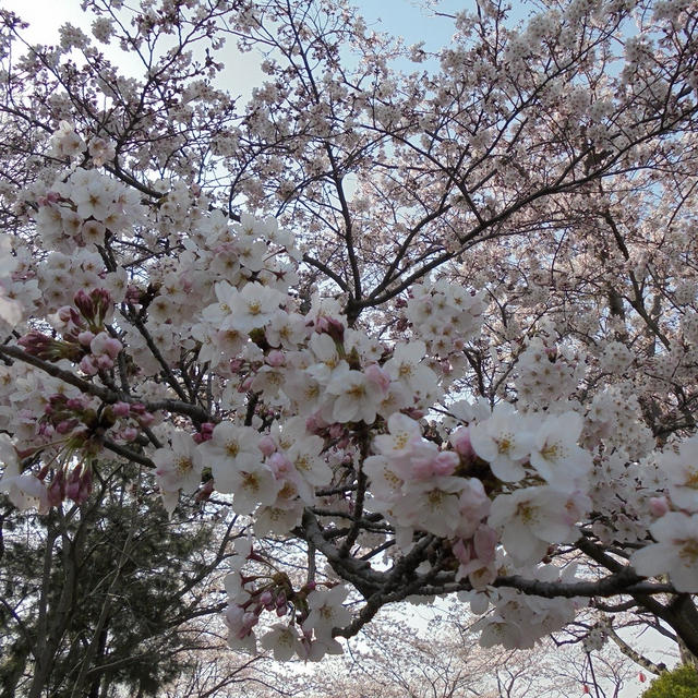 お花見！桜・さくら