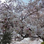 お花見！桜・さくら