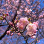河津桜を愛でにいく。