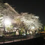 夜桜見物