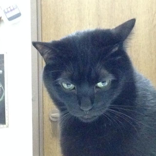 大人のカニカマ