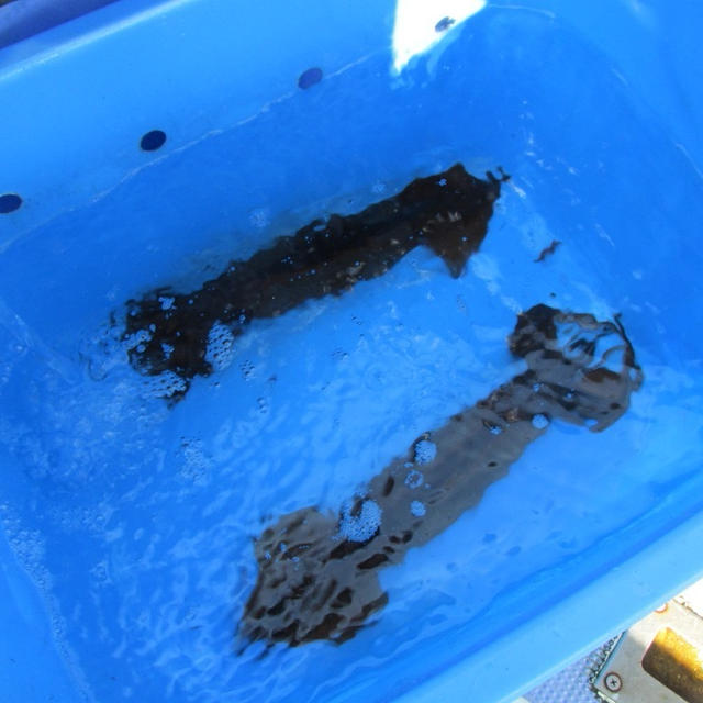 【外房・大原】ヤリイカ集結の大場所、勝浦沖に行ってきました！！
