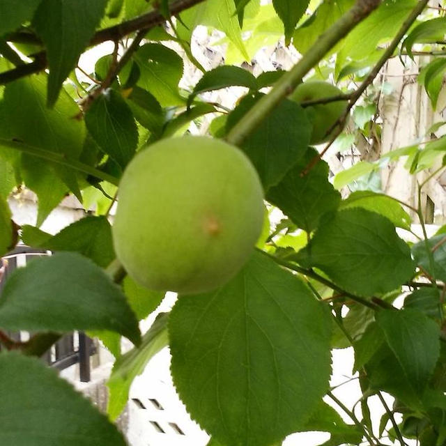 夏が楽しみです。