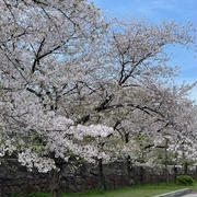 桜咲く日本へ出会いの旅＿⑦＿大阪城公園
