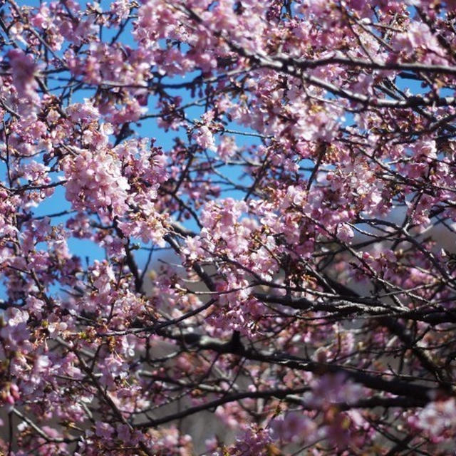 ■今週のウォーキング【相模原①清流の里の河津桜・紅白梅】～