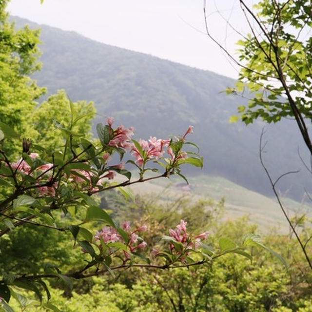6月の箱根湿性花園